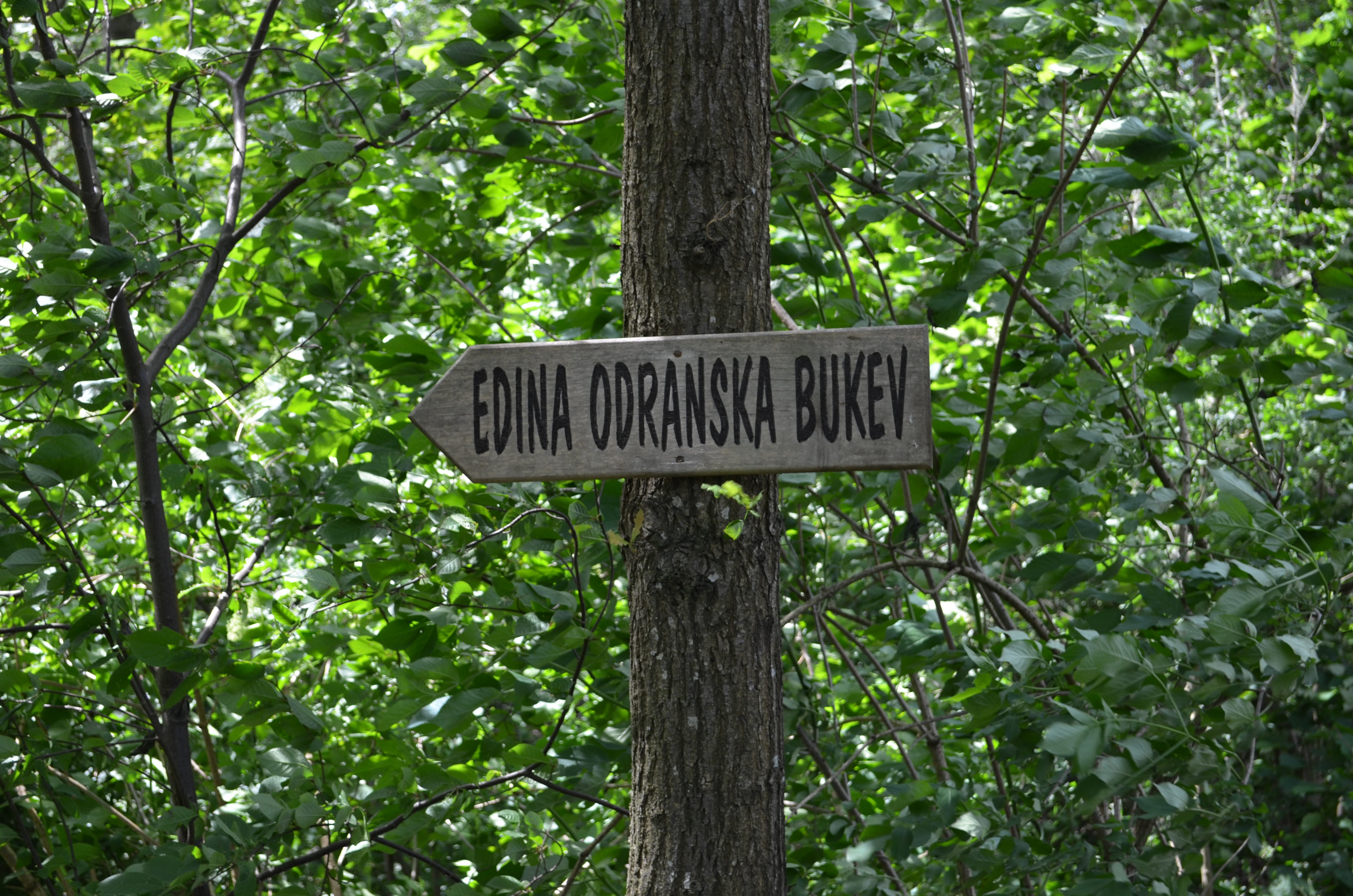 odranska bukev.JPG